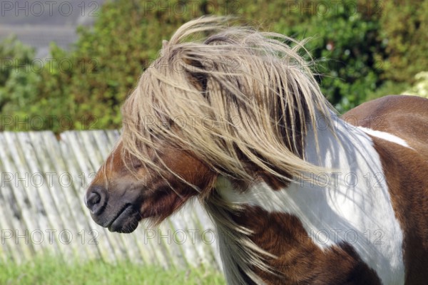 A Shetland pony with flowing hair stands in front of a wooden fence in a green setting, Scalloway, Shetland Islands, Scotland, United Kingdom