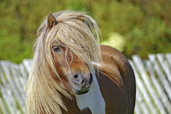 Brown pony with long hair and an attentive look in front of a wooden fence in the countryside, Shetland pony, Scalloway, Shetland Islands, Scotland, Great Britain