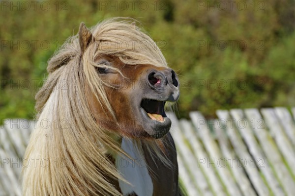 Pony with blowing hair and open mouth in front of a wooden fence in a lively pose, Shetland pony, Scalloway, Shetland Islands, Scotland, Great Britain