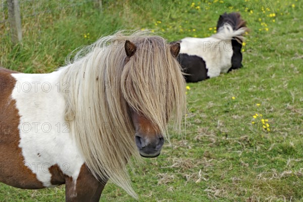 Brown and white Shetland pony with long mane standing on a green meadow next to a lying pony, humour, hairstyle, fun, Scalloway, Shetland Islands, Scotland, Great Britain
