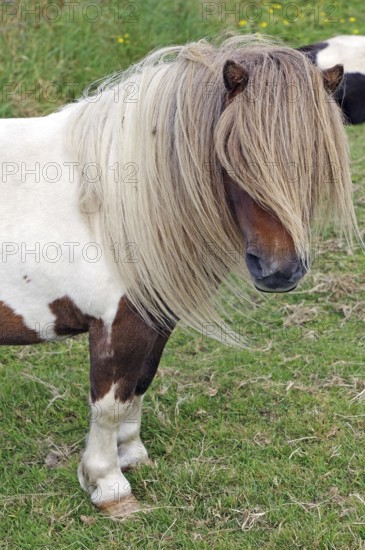 Brown and white Shetland pony with hanging mane stands relaxed on a green meadow, humour, hairstyle, fun, Scalloway, Shetland Islands, Scotland, Great Britain