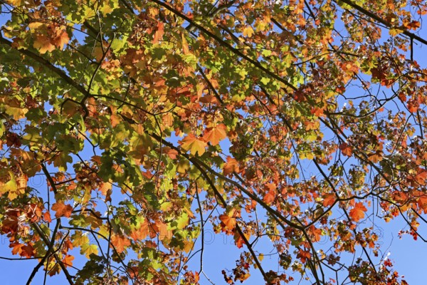 Deciduous tree, maple (Acer), branches with autumn leaves, blue sky, North Rhine-Westphalia, Germany