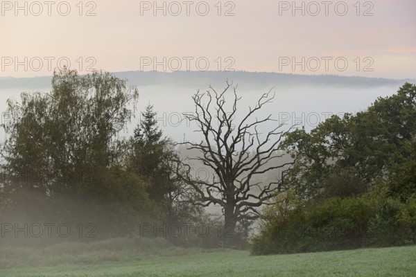 Gnarled oak (Quercus), standing deadwood, rising fog, North Rhine-Westphalia, Germany