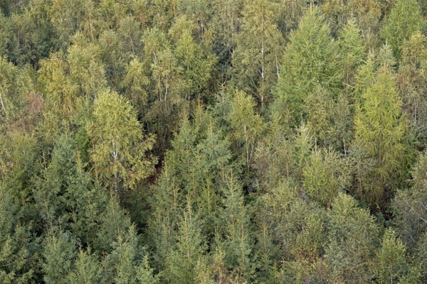 View over an autumnal mixed forest, Arnsberg Forest nature park Park, North Rhine-Westphalia, Germany