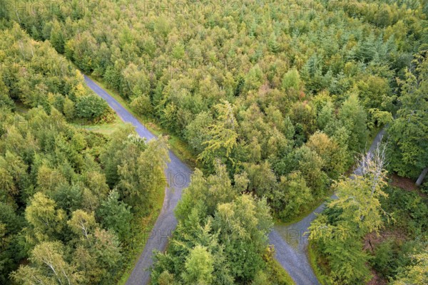 View over an autumnal mixed forest with forest paths, Arnsberg Forest nature park Park, North Rhine-Westphalia, Germany