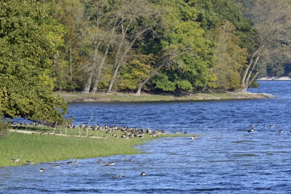 Canada geese (Branta canadensis) and greylag geese (Anser anser) on the shore of Lake Möhne, Möhne Dam, North Rhine-Westphalia, Germany
