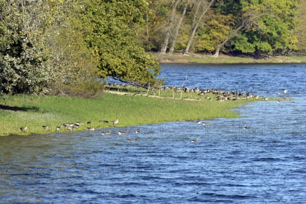 Canada geese (Branta canadensis) and greylag geese (Anser anser) on the shore of Lake Möhne, Möhne Dam, North Rhine-Westphalia, Germany