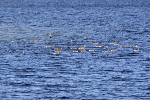 Greylag geese (Anser anser) swimming on Lake Möhne, Möhne Dam, North Rhine-Westphalia, Germany