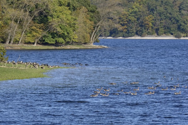 Canada geese (Branta canadensis) and greylag geese (Anser anser) on the shore of Lake Möhne, Möhne Dam, North Rhine-Westphalia, Germany