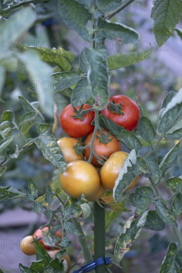 Ripe tomatoes (Solanum lycopersicum) on the bush, Bavaria, Germany