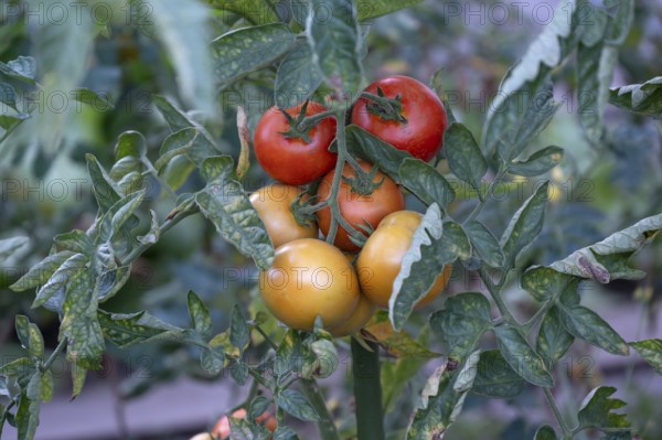 Ripe tomatoes (Solanum lycopersicum) on the bush, Bavaria, Germany