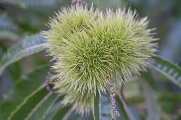 Chestnuts on a tree (Castanea sativa), Bavaria, Germany
