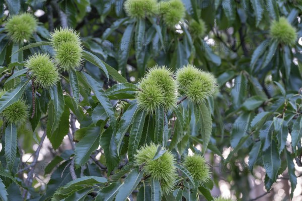 Chestnuts on a tree (Castanea sativa), Bavaria, Germany