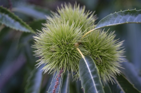 Chestnuts on a tree (Castanea sativa), Bavaria, Germany