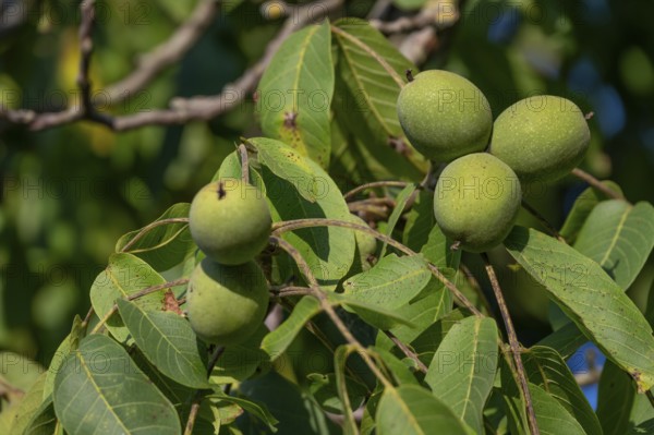 Nuts (Juglans regia) on a tree, Bavaria, Germany