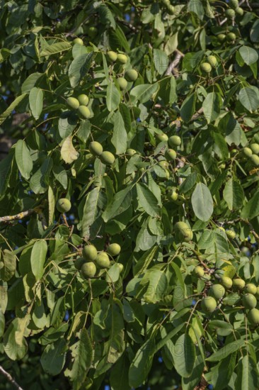 Walnut tree (Juglans regia) with fruit, Bavaria, Germany