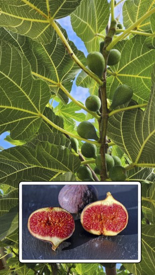 Fig tree (Ficus carica), known as Common fig, belongs to the mulberry family. Ripe aromatic figs on a blue background, Germany