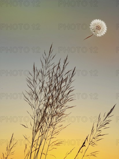 Symbolic image, mood, grass and dandelion, warm light, good feeling, cheerfulness, serenity, emotion, warmth, joy, sensation, esotericism, calmness