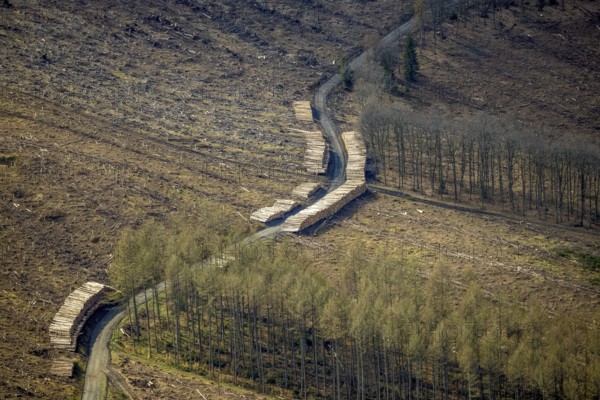 Forest damage and clear-cutting, Salchendorf, Neunkirchen, Siegerland, North Rhine-Westphalia, Germany, tree mortality, DE, Europe, timber storage, clear-cutting, aerial photograph, aerial photography, aerial photography, overview, bird's eye view, forest, forest area, forest damage, forest mortality, birds-eyes view, overview