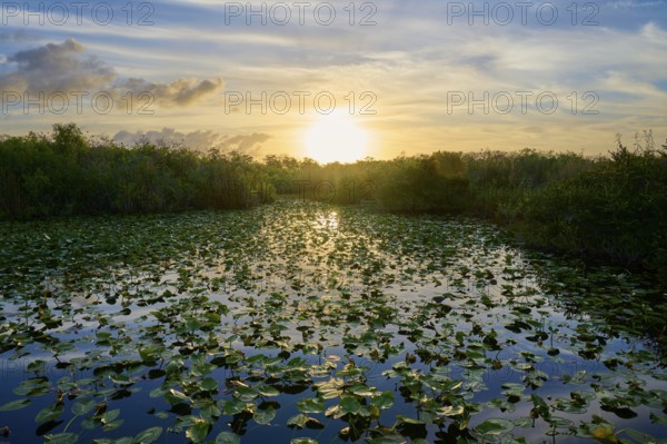 A pond at sunset with calm, peaceful nature, Anhinga Trail, Everglades National Park, Florida, USA