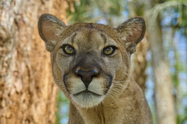 Cougar (Cougar concolor), in the forest with direct view and natural colours, captive, Florida, USA