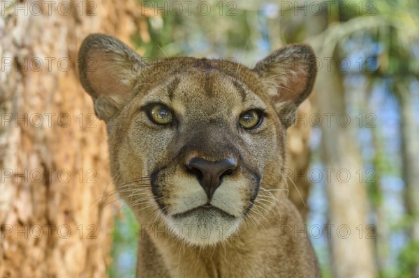 Cougar (Cougar concolor), close-up of a Cougar with attentive gaze in the forest, captive, Florida, USA