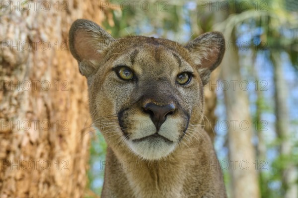 Cougar (Cougar concolor), close-up of a Cougar in the forest with intense gaze, captive, Florida, USA