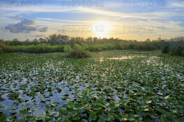 A pond with water lilies and sunset in a peaceful atmosphere, Anhinga Trail, Everglades National Park, Florida, USA