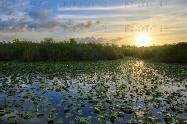 A pond with water lilies at sunset and a peaceful atmosphere, Anhinga Trail, Everglades National Park, Florida, USA