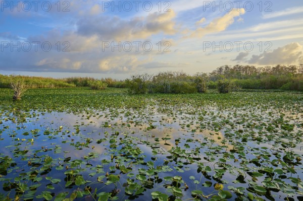 An expansive pond with clouds and water lilies at sunset, Anhinga Trail, Everglades National Park, Florida, USA