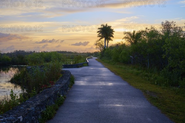 A trail at sunset with palm trees and a peaceful atmosphere, Anhinga Trail, Everglades National Park, Florida, USA