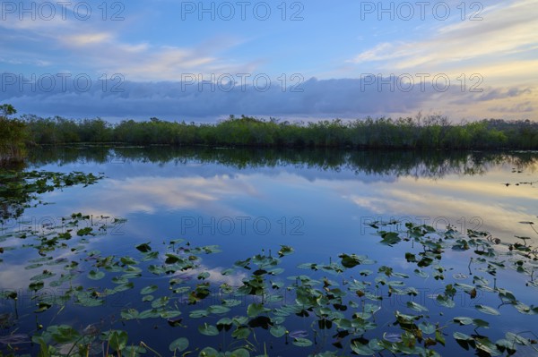 A pond with cloud reflections and evening mood, Anhinga Trail, Everglades National Park, Florida, USA