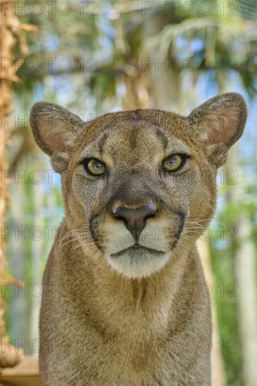 Cougar (Cougar concolor), frontal close-up of a Cougar, surrounded by green forest, captive, Florida, USA