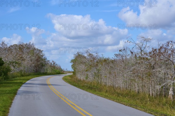Asphalt road winds through a tranquil landscape under a blue sky, Everglades National Park, Florida, USA