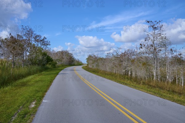 Deserted country road with pale blue sky and trees surrounded by nature, Everglades National Park, Florida, USA