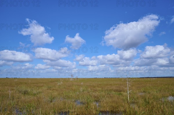 Wide grassy landscape under a bright blue sky with white clouds, Everglades National Park, Florida, USA