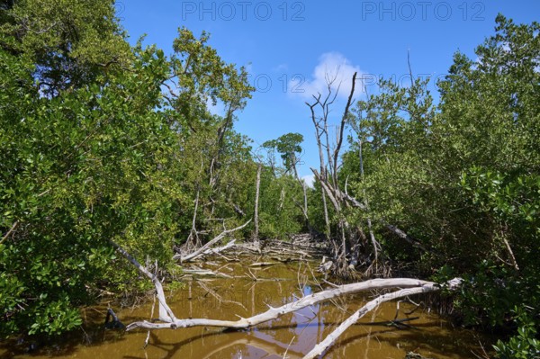 A marshland with mangroves and trees under a clear blue sky, West Lake View Point, Everglades National Park, Florida, USA