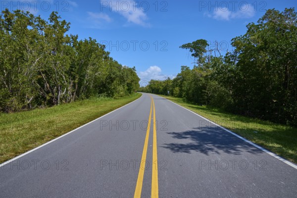 A country road leads through a wooded area under a clear sky, Flamingo, Everglades National Park, Florida, USA