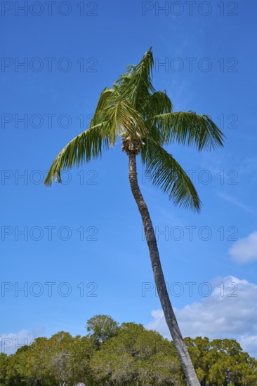A tall palm tree stretches in front of a clear blue sky, Flamingo, Everglades National Park, Florida, USA