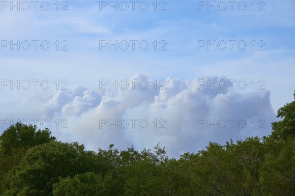 Clouds of smoke due to forest fire over green trees in a clear blue sky, Everglades National Park, Florida, USA