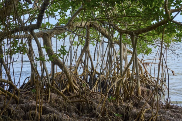 Dense mangroves with visible roots stand directly on the water's edge, Flamingo, Everglades National Park, Florida, USA