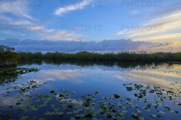 A still pond with cloud reflections in the evening light, Anhinga Trail, Everglades National Park, Florida, USA