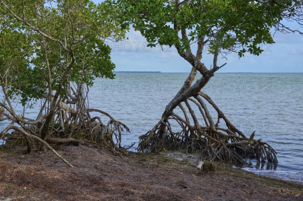 Mangrove trees rise out of the water directly on the coastal shore, Flamingo, Everglades National Park, Florida, USA