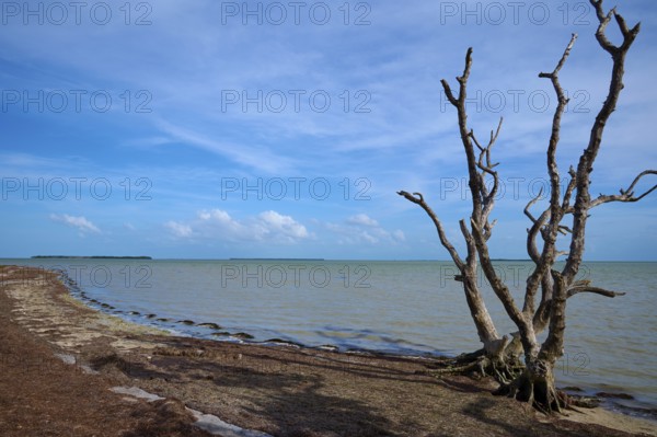 An expansive coastline overlooks a calm ocean under a clear sky, Flamingo, Everglades National Park, Florida, USA