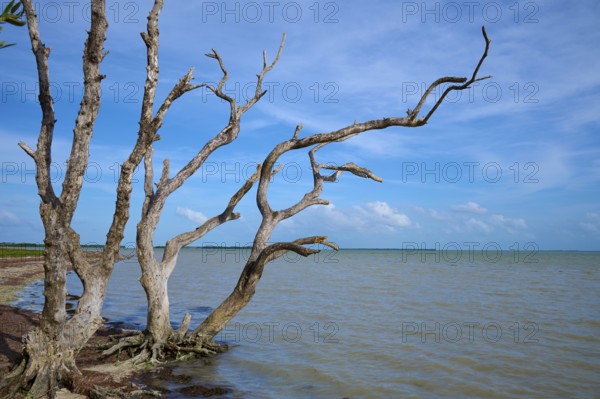 Dry tree structures tower dramatically over the ocean and sky, Flamingo, Everglades National Park, Florida, USA