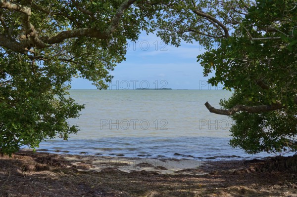 A natural frame of dense foliage frames a view of the sea, Flamingo, Everglades National Park, Florida, USA