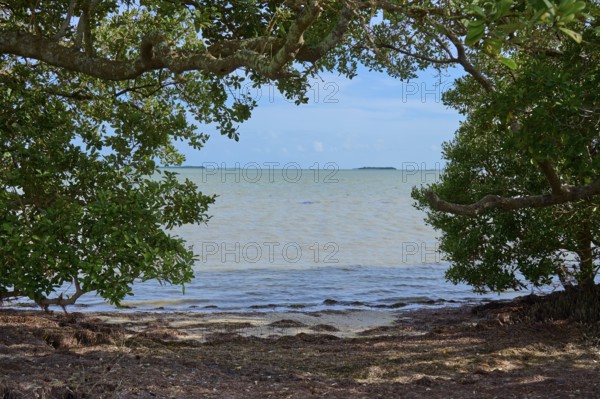 Ocean view through dense tree canopy with calm water under a clear sky, Flamingo, Everglades National Park, Florida, USA