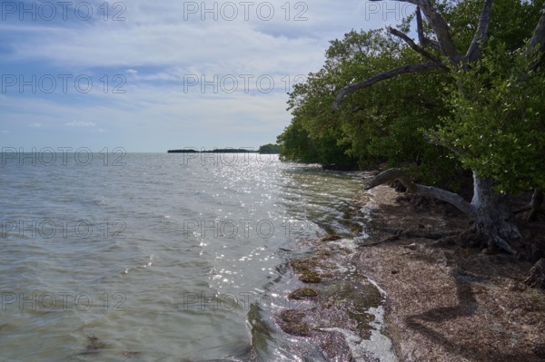 The glistening seawater stretches along the coast, flanked by trees in the sunlight, Flamingo, Everglades National Park, Florida, USA