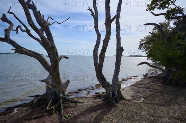 Bare trees rise into the sky next to a calm seashore on a clear day, Flamingo, Everglades National Park, Florida, USA