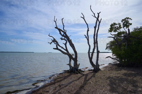 Dead trees at the edge of a calm sea under a cloudy sky, Flamingo, Everglades National Park, Florida, USA